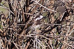 White-fronted Honeyeater (Purnella albifrons) (8079670117)