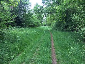 Wychwood Way (geograph 6419664).jpg