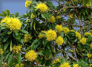 Xanthostemon chrysanthus1.jpg