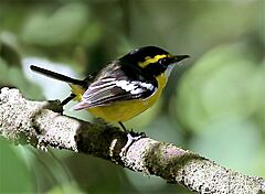 Yellow-breasted Boatbill 5465