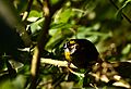 Yellow-eared Bulbul Sri Lanka