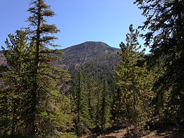 2013-08-15 11 10 09 View of Jarbidge Peak from within Pinus albicaulis and Abies lasiocarpa forest on the ridge south of Bonanza Gulch.jpg