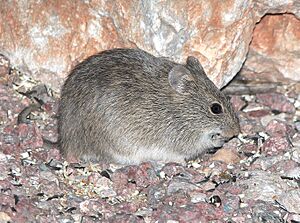 ARIZONA COTTON RAT (Sigmodon arizonae) (4-9-14) 78 circulo montana, patagonia lake ranch estates, scc, az -01 (13767813593).jpg