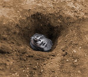 A badger in its hole (colored)