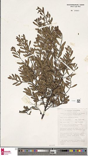 Acacia ixiophylla.jpg
