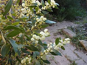 Acacia myrtifolia.JPG