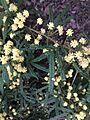 Acacia pentadenia3