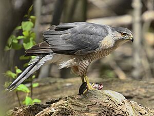 Accipiter cooperii m Sam Smith Toronto3.jpg