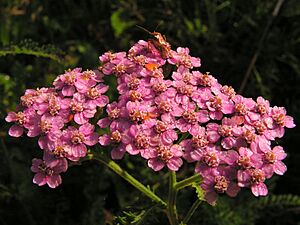 Achillea20090912 079