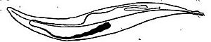Acrocercops alysidota mine
