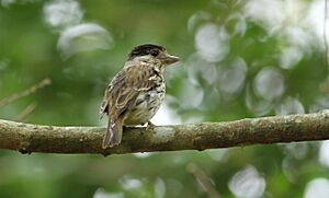 African broadbill, Smithornis capensis.jpg