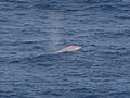Albino Humpback Whale? (20566466506)