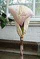 Amorphophallus yunnanensis - Lyman Plant House, Smith College - DSC02079