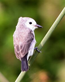 Arundinicola leucocephala (female) -Argentina-8