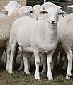 Australian White lambs aged 14 weeks
