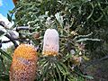 Banksia prionotes 1 gnangarra