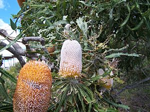 Banksia prionotes 1 gnangarra