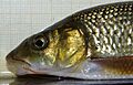 Barbus graellsii 03 by-dpc