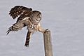 Barred-Owl 9146