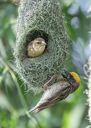Baya weaver bulding its nest
