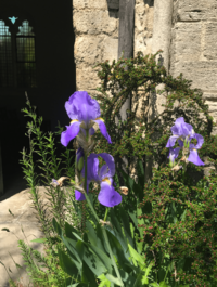 Bearded Iris by entrance to St Peter's Church, Cambridge