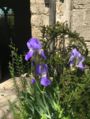 Bearded Iris by entrance to St Peter's Church, Cambridge