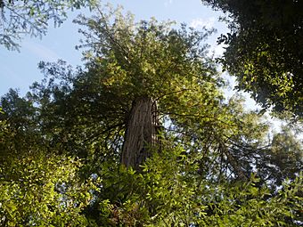 Big Tree-Mendocino Woodland SP.jpg