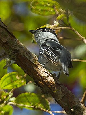 Black-and-White Becard - Ecuador S4E3868 (16298262843).jpg