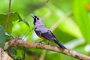 Black-winged Monarch2.jpg