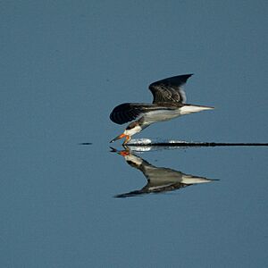 Black Skimmer (5005683576)