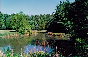 Blackbird pond