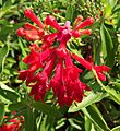Bouvardia ternifolia