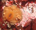 Brooding sea anemone Epiactis prolifera 1
