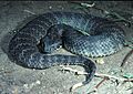 CSIRO ScienceImage 3990 Death Adder