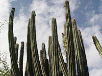 Cactus Caja de Muerto