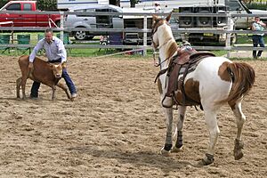 Calf roping