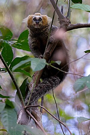 Callithrix flaviceps