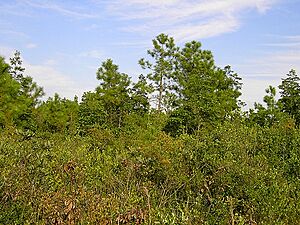 CarolinaForest003