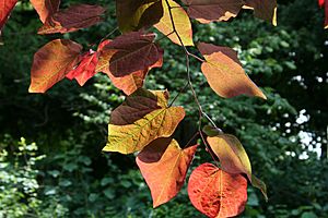 Cercis canadensis 'Forest Pansy' JPG1Fe