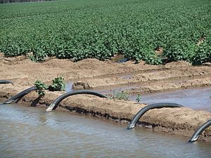 Channel Irrigation of cotton crops WARREN