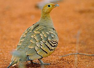 Chestnut-bellied sandgrouse (Pterocles exustus)