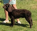 A curly coated dark brown colored spaniel stands next to its owner.