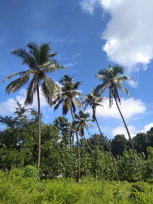 Coconut Tree - Flickr - sajinrajknilambur