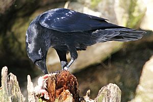 Common Raven Nationalpark Bayerischer Wald 01