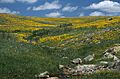 Coreopsis, Wichita Mountains Wildlife Refuge