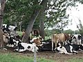 Cows in Garrochales, Arecibo, Puerto Rico