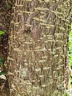 Crinodendron hookerianum Gay bark