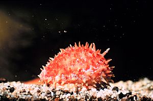 Cypraea chinensis with fully extended mantle