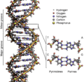 DNA Structure+Key+Labelled