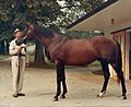 Damascus (Horse)